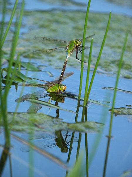 ギンヤンマの産卵