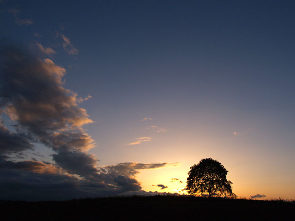 クルミの木、夕景