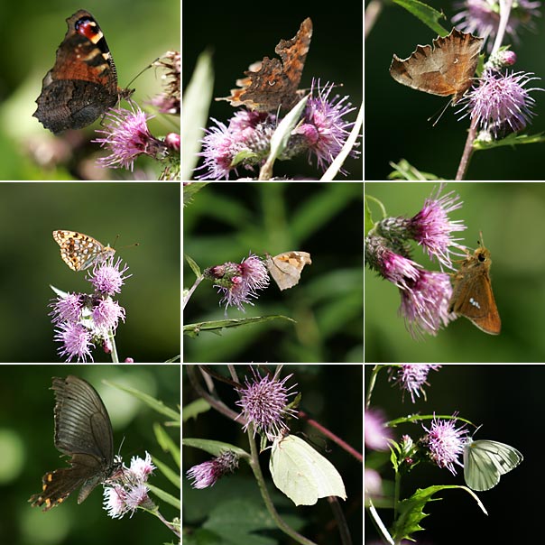 ナンブアザミに来たチョウ9種
