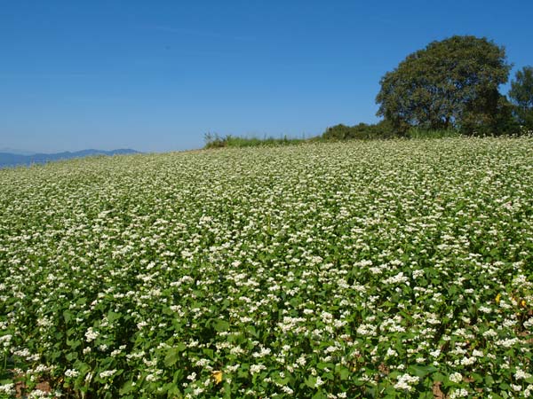 ソバ畑とクルミの木