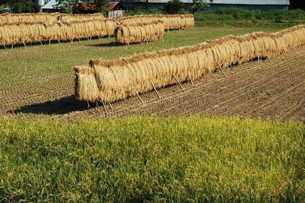 稲刈りの終わった田