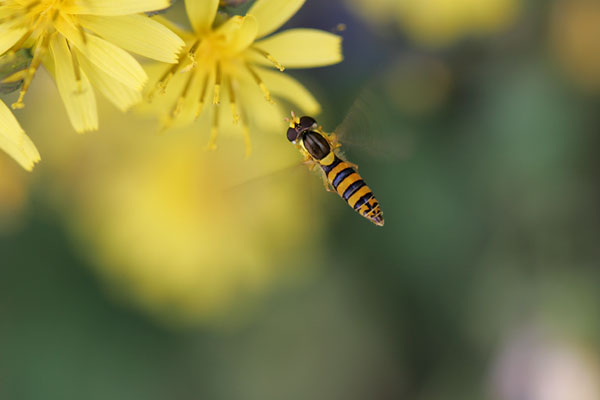 マメヒラタアブのホバリング