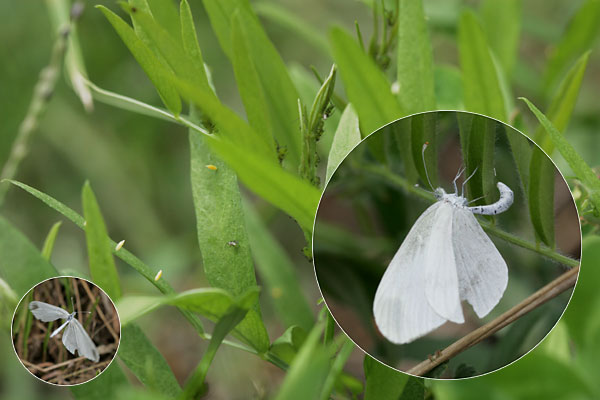ヒメシロチョウの産卵