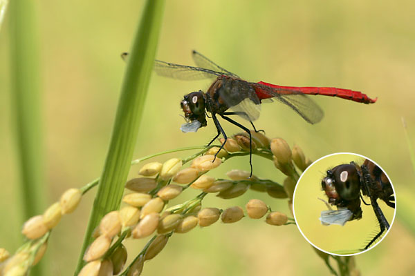 稲の害虫を食べるマユタテアカネ