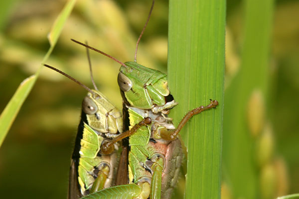 稲を食べるイナゴ