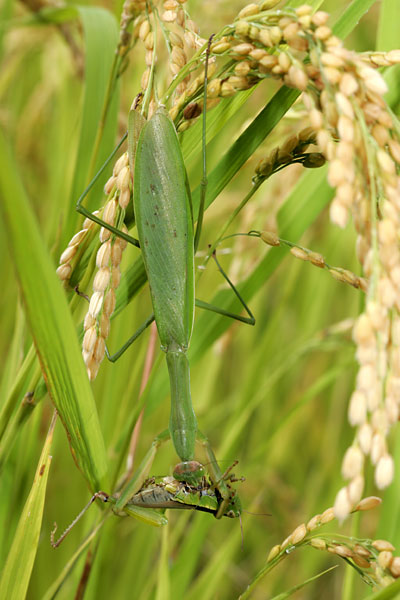カマキリに食べられたイナゴ