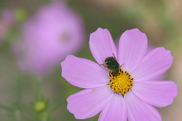コアオハナムグリ