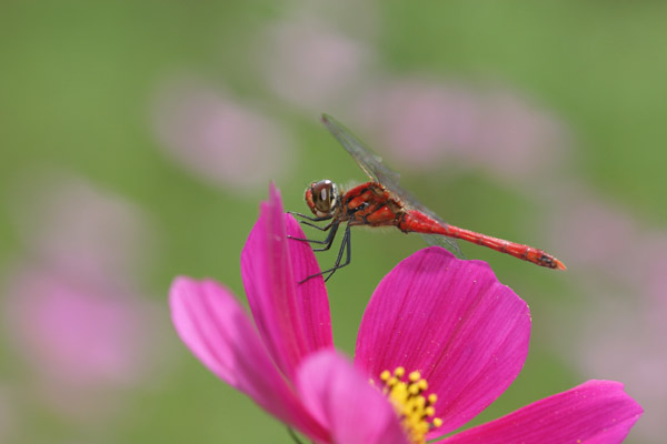 真っ赤になったナツアカネ