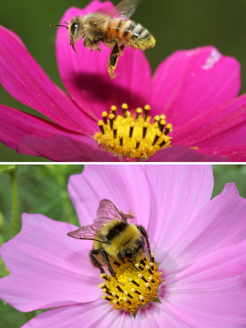 コスモスに来たハチ