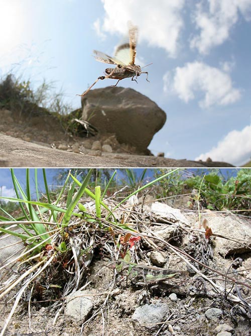 クルマバッタモドキ