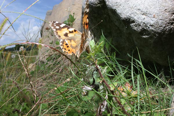 ヒメアカタテハの産卵