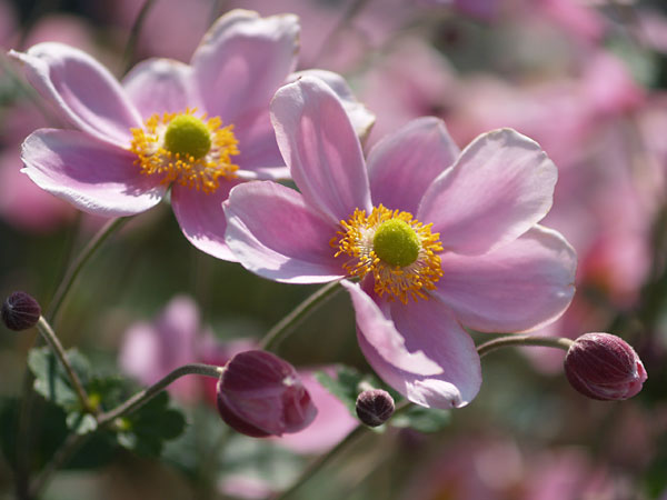 シュウメイギク