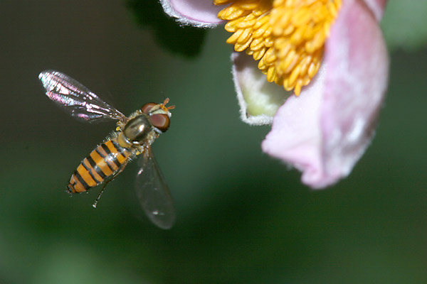 シュウメイギクに来たヒラタアブ