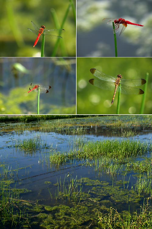 休耕田のアカトンボ
