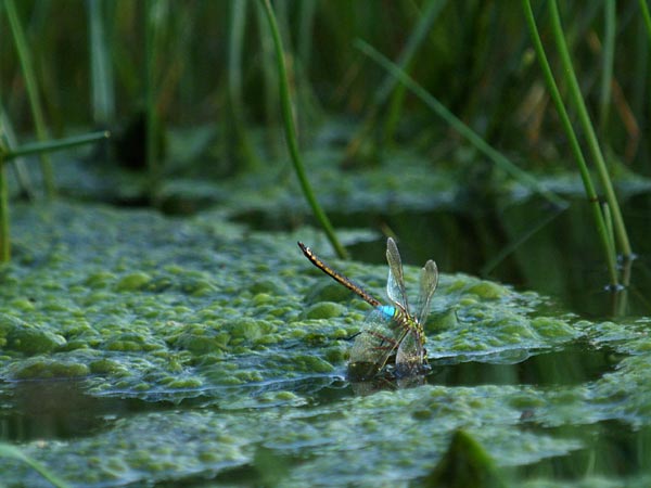 あるギンヤンマの死