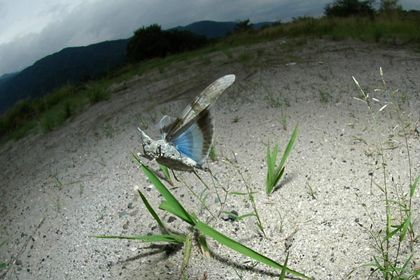 カワラバッタの飛翔
