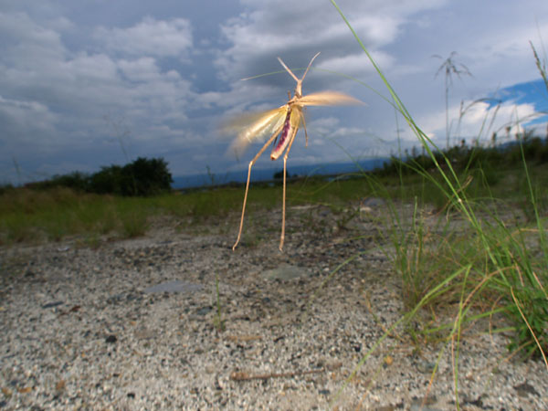ショウリョウバッタの飛翔