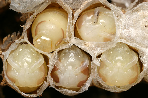 クロスズメバチの蛹