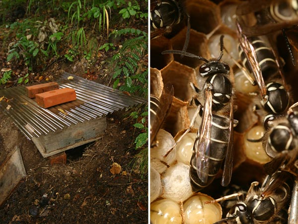 壊された巣のあとに