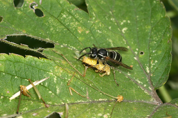 クロスズメバチの狩り