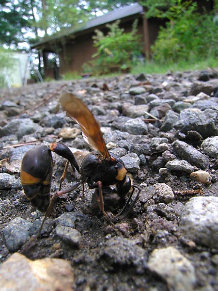 スズバチの泥とり