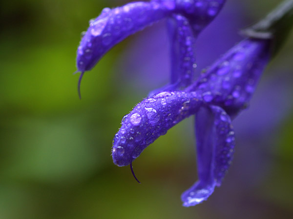 メドウセージの花