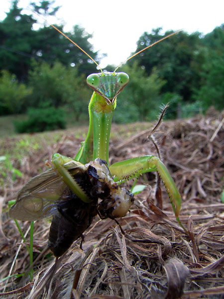 オオカマキリの眼