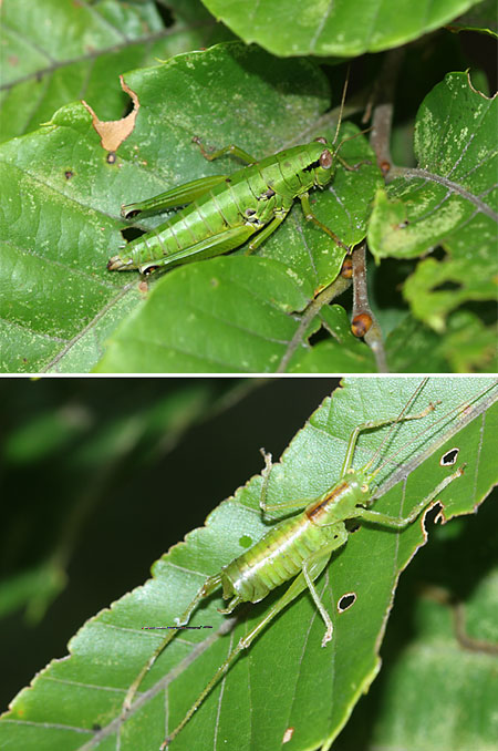 アオフキバッタ