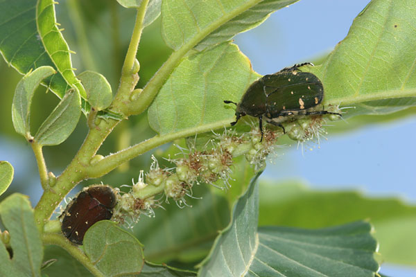 季節はずれの栗の花にハナムグリ