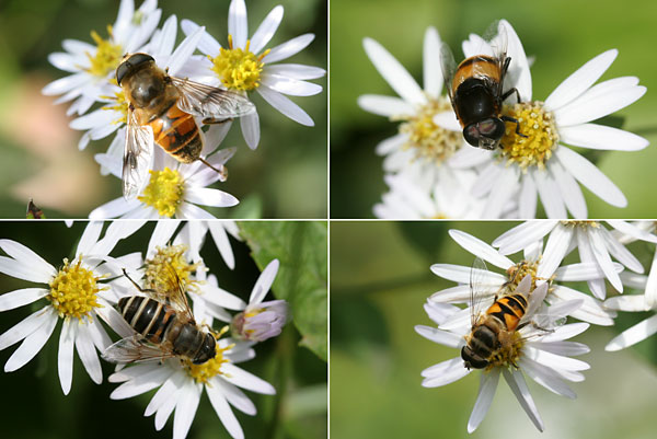 ハナアブの仲間