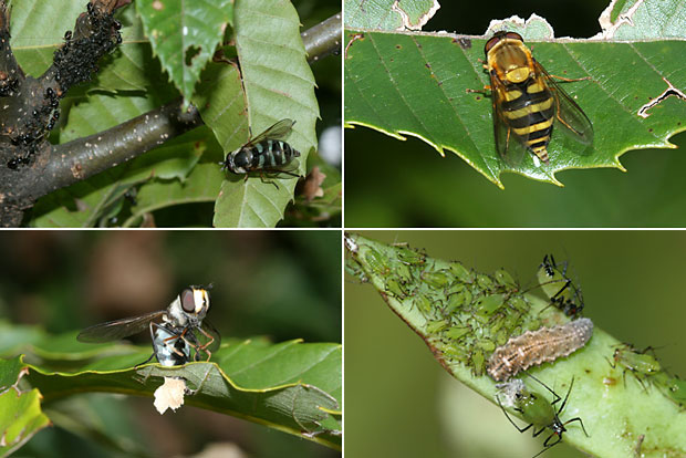 産卵するヒラタアブ