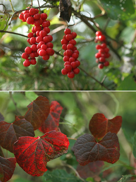 赤い実と紅葉した葉