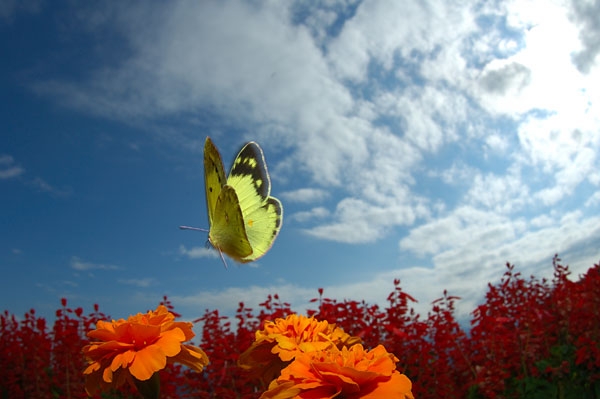 マリーゴールドのモンキチョウ