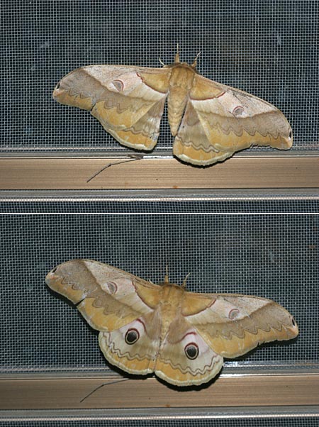 触ったら目玉が出た