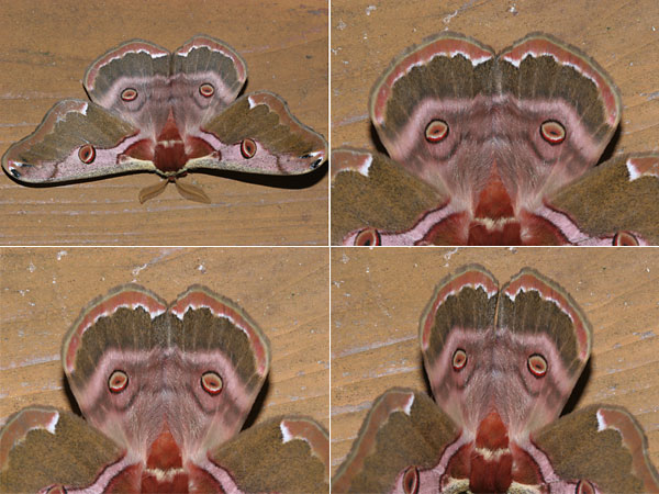 ヒメヤママユの表情