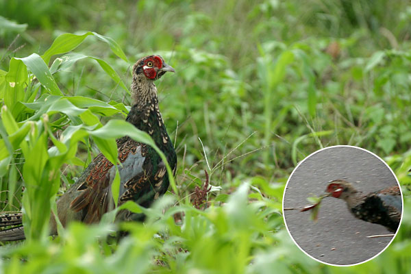 カマキリを捕らえたキジ