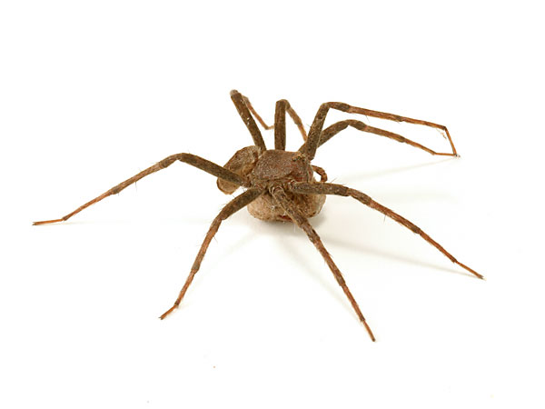 家の中のアシダカグモ