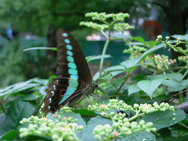 東京のアオスジアゲハ