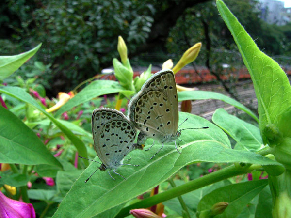 都心のヤマトシジミ