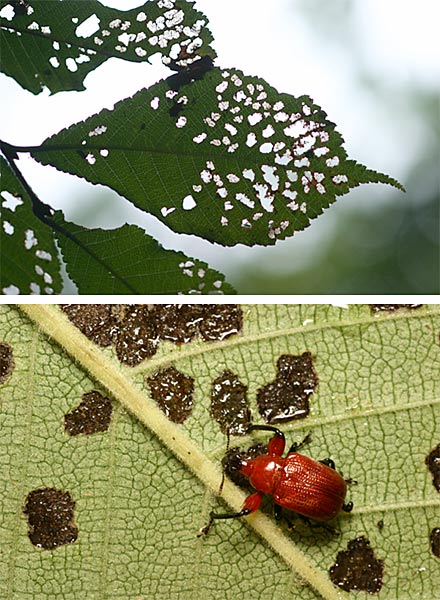 ルイスアシナガオトシブミ