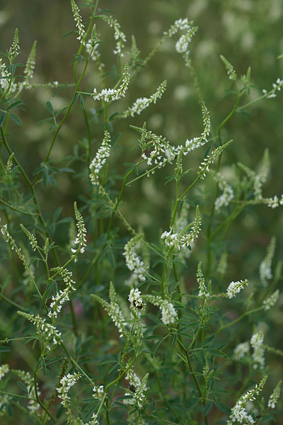 シロバナシナガワハギ