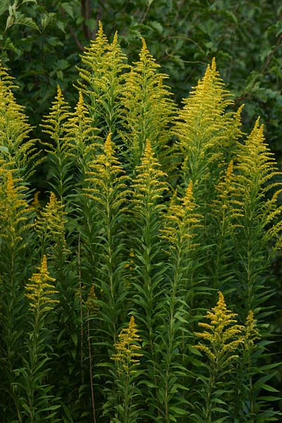 セイタカアワダチソウ