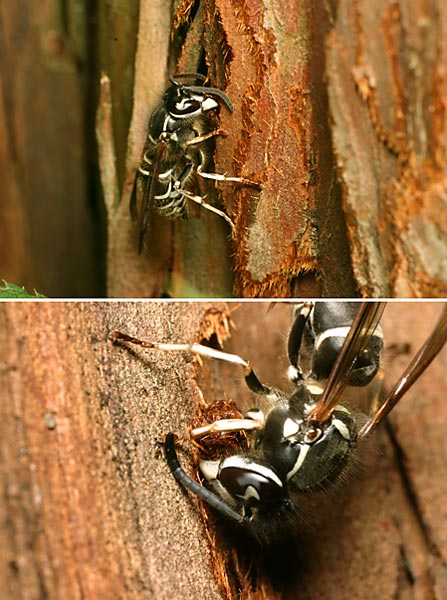 クロスズメバチの巣材集め