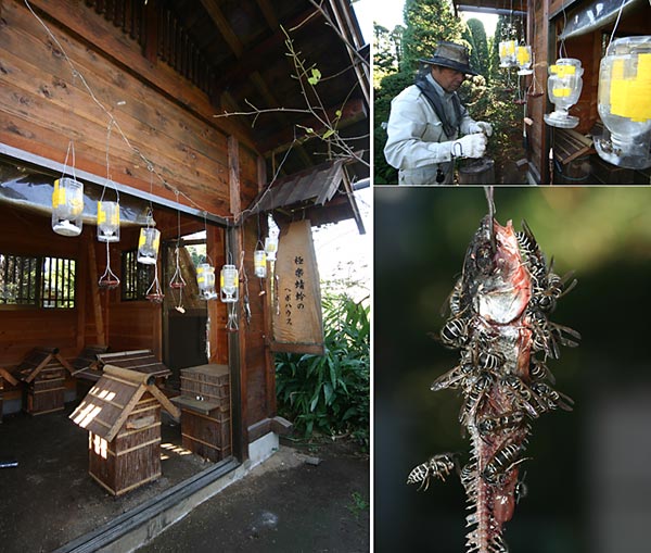 ハチ名人のお庭訪問