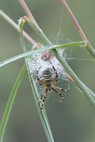 産卵後のナガコガネグモ