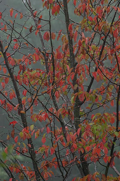 ヤマザクラの紅葉