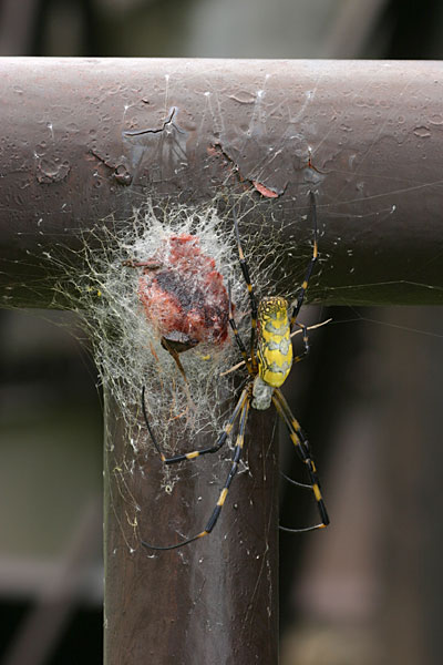 産卵後のジョロウグモ