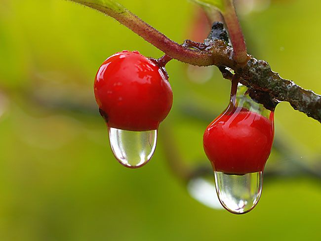 ウメモドキの赤い実