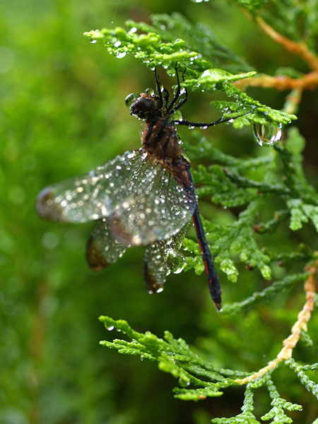 雨に濡れたトンボ