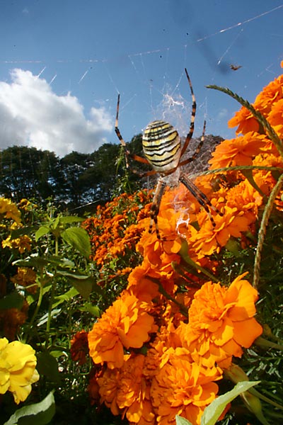 ナガコガネグモ